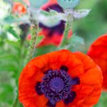 Mohn