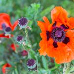 Mohn