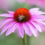 Eine Biene saugt Nektar an einem Purpur-Sonnenhut im Familiengarten Areal Ifang.