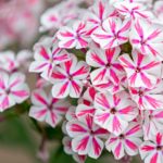 Polster-Phlox