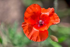 Mohn