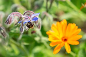 Borretsch und Ringelblume