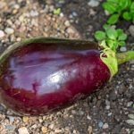 Aubergine