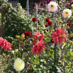 Dahlie (die weissen)