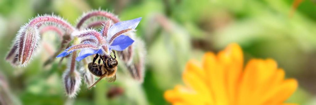 Eine Biene sammelt Borretsch-Nektar in einem Familiengarten des VFD.