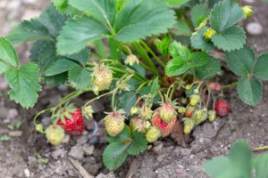 VFD_20180527_Chriesbach_Unterried__34B3720