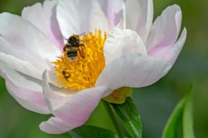 Hummel und Wildbiene teilen sich den Nektar.