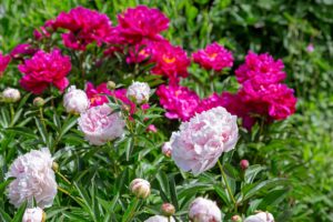 Start in die Gartensaison: Blütenpracht im Frühling