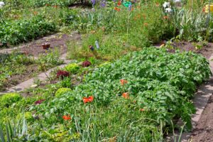 Blumen und Gemüse im Areal Trübacker im Mai.