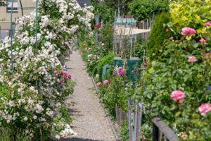 VFD Familiengarten Areal Zelgli im Juni, es blüht prächtig