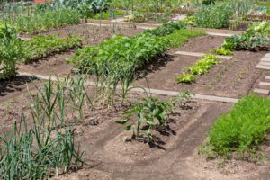 VFD Familiengarten Areal Zelgli im Juni, der Salat wächst