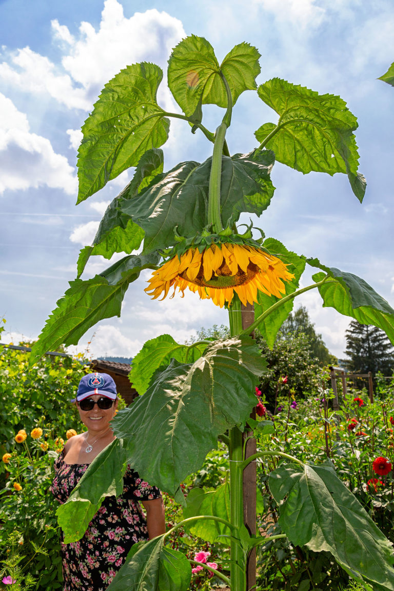 Dora unter ihrer riesigen Sonnenblume, VFD Familiengarten Areal Buen, Sommer 2018. Ist das die grösste Sonnenblume?