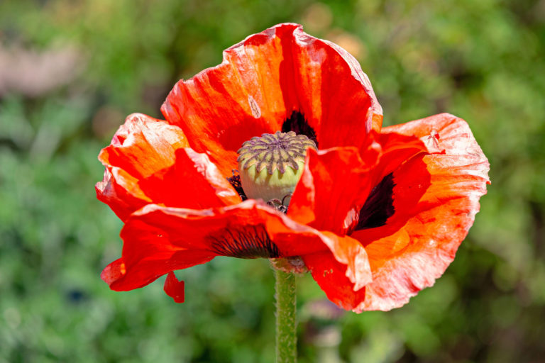 Eine blühende Mohnblume zu Pfingsten im VFD Familiengarten Areal Ifang