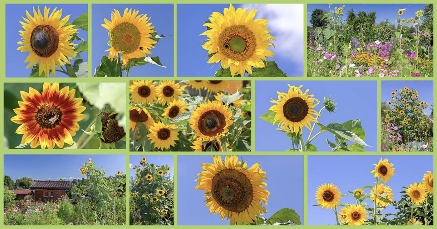 Sonnenblumen im Familiengarten Buen Anfang August 2019