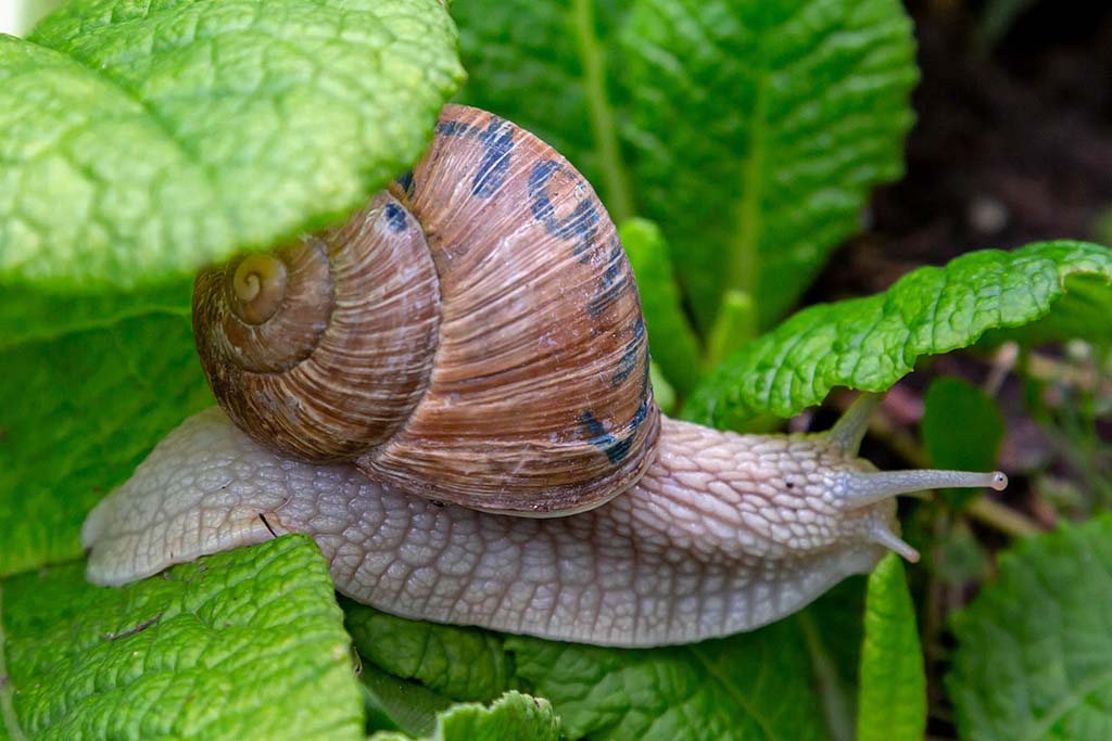 Exklusivinterview mit Hans der Schnecke vom Ifang. Foto: Hans durchstreift ein Primelfeld.