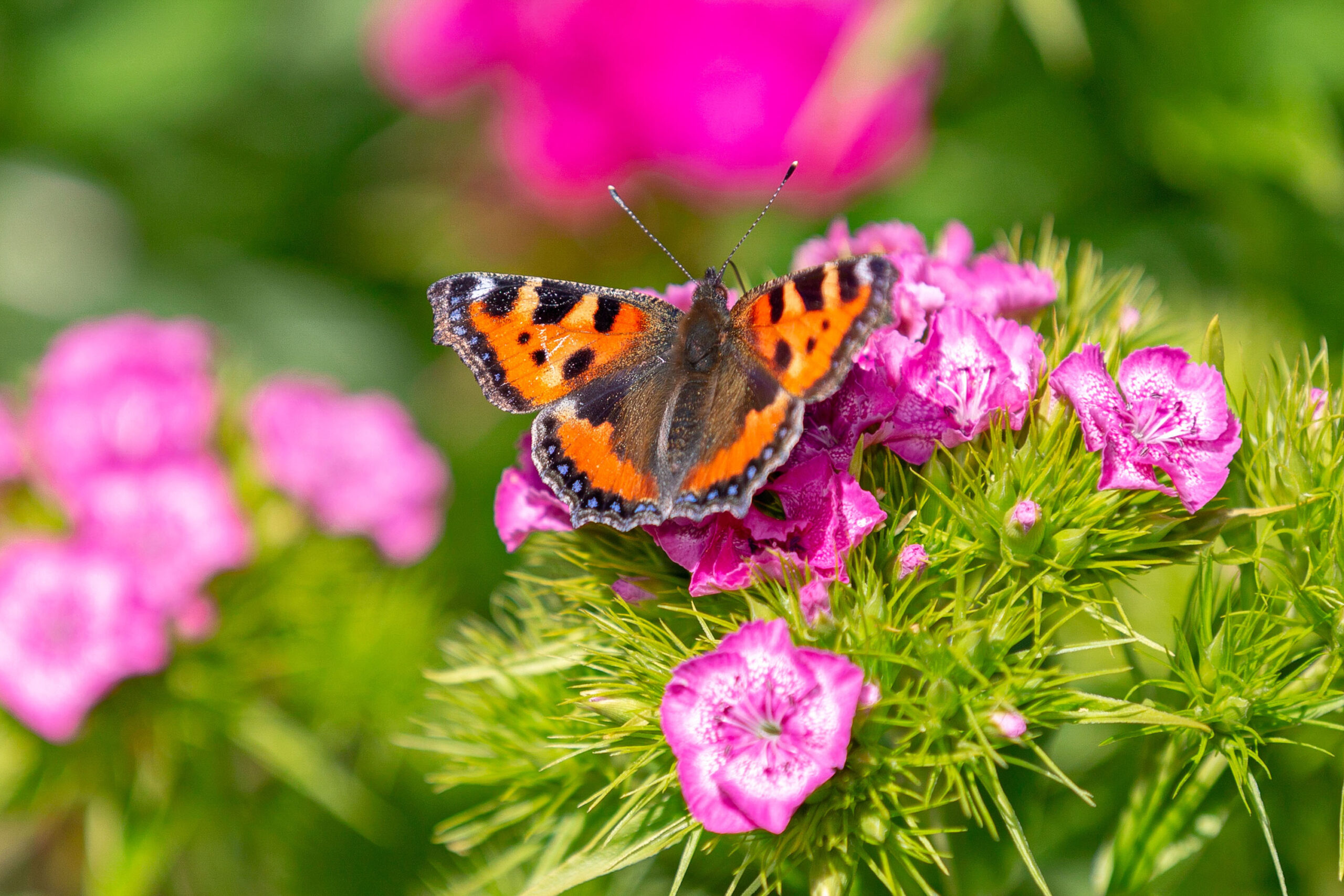 Ein Kleiner Fuchs Schmetterling im Familiengarten Areal Ifang an Pfingsten