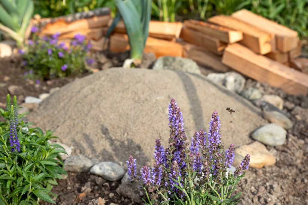 Martinas Bienenhotel für Sandbienen und Erdbienen. Der Salbei im Vordergrund lockt schon morgens die ersten fleissigen Bienen an.