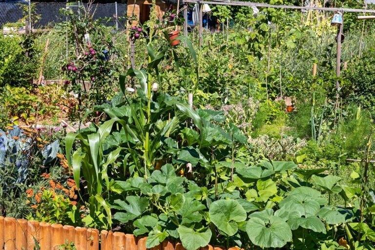 In Martinas Gartenparzelle in unserem Areal Ifang wächst das Gemüse natürlich gut. Juni 2022. Foto Dirk Rahnenführer