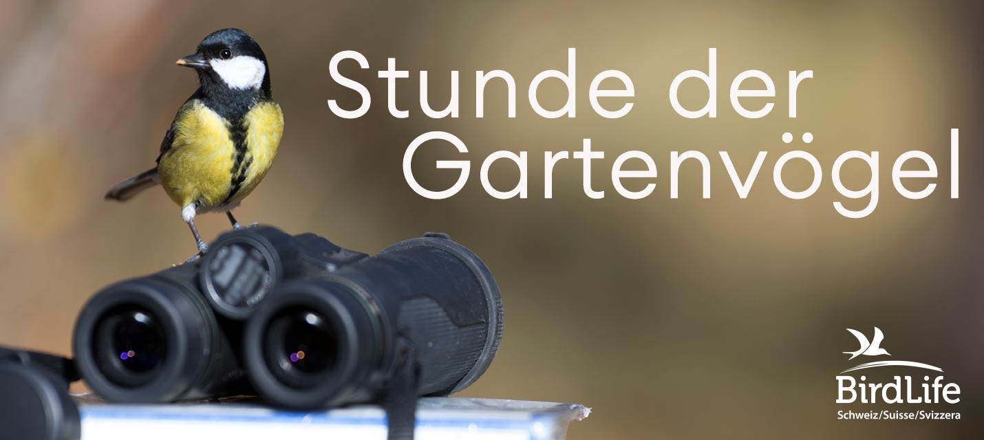 BirdLife Stunde der Gartenvögel