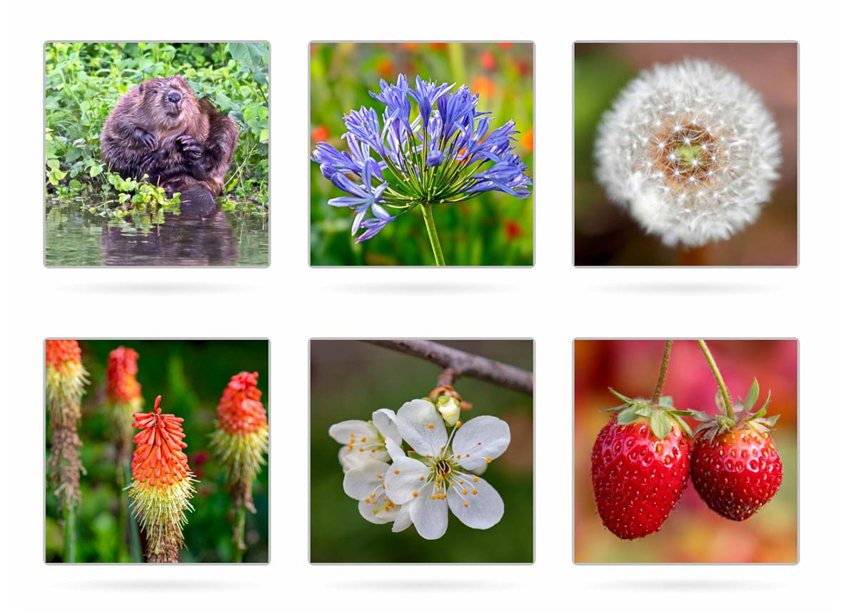 Unser beliebtes Blumen-Memory jetzt mit komplett neuen Karten, Biber, Fackellilie, und mehr.