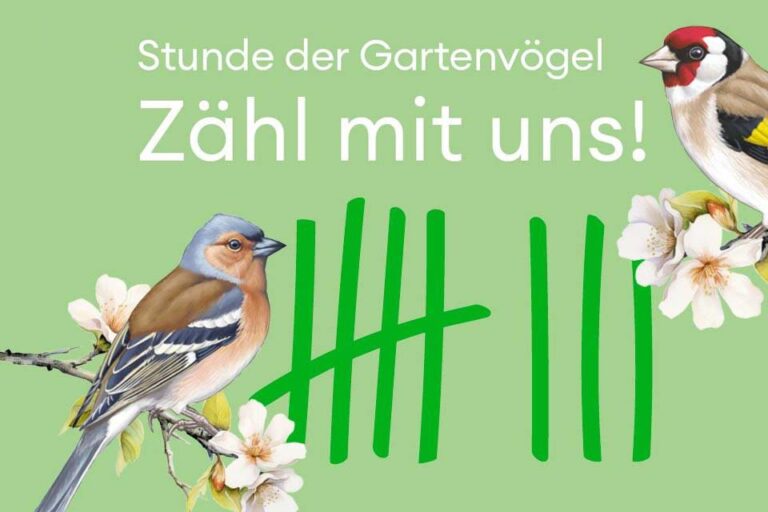 Die Stunde der Gartenvögel, 8. bis 12. Mai 2024. Quelle: BirdLife.ch