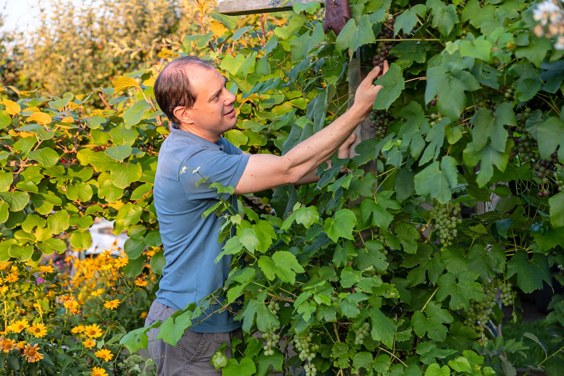 Philipp vor seinen Weintrauben in Garten im VFD Familiengarten Areal Buen in Dübendorf im Sommer 2023.