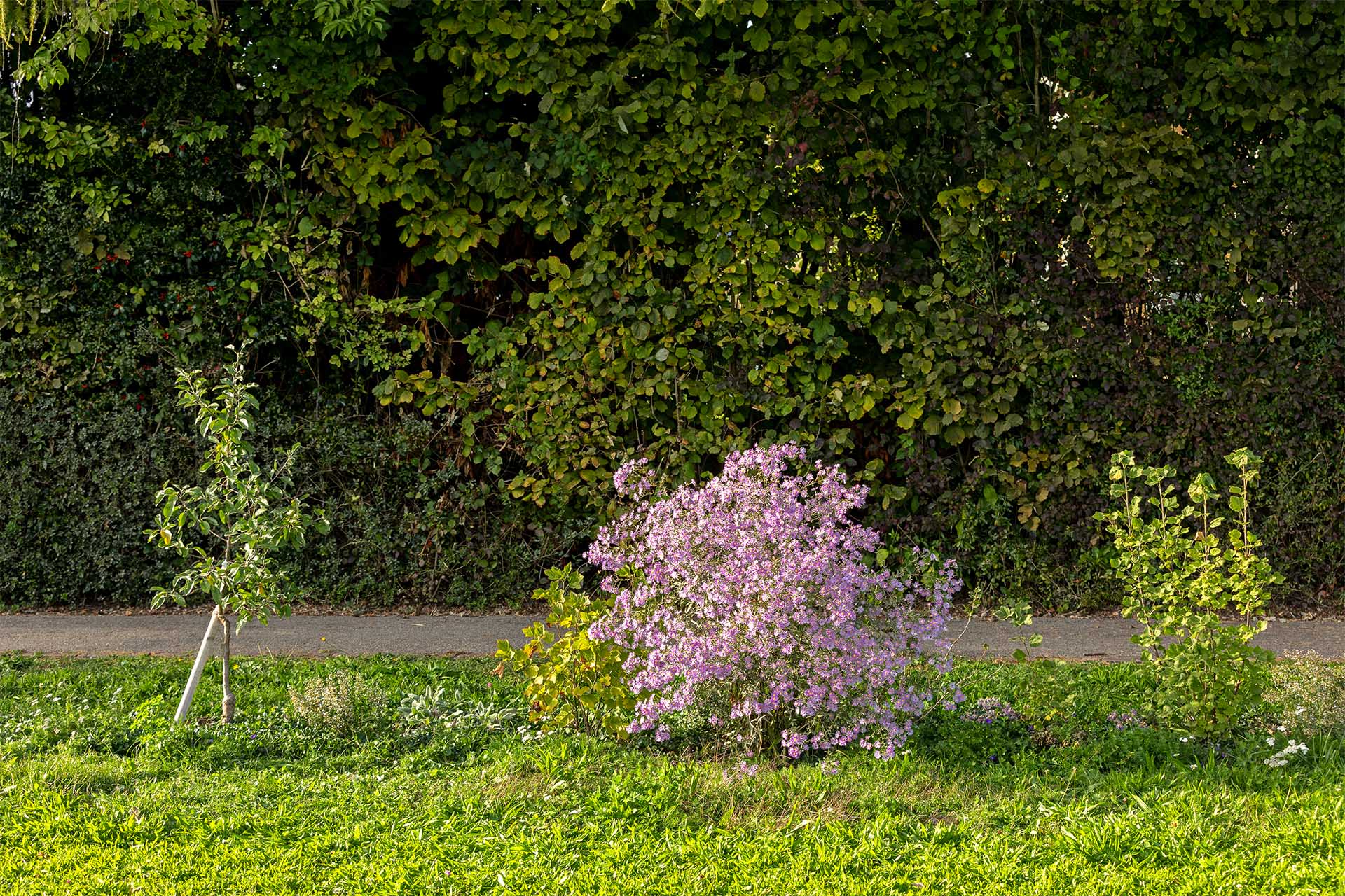 Essbarer Naschgarten Sonnenberg beim Areal Ifang des Verein für Familiengärten Dübendorf: Im Oktober 2023 strahlt die blühende Aster in der Abendsonne. Die essbare Hecke ist nicht nur für Menschen: Die Aster lockt zahlreiche Insekten, Bienen und Schmetterlinge, an und versorgt diese mit Nektar. Links steht ein Apfelbaum, in der Bildmitte die violett blühende Aster und rechts sieht man eine Johannisbeere. Im Hintergrund sieht man den Weg "Im Branzenäsch" vor einer Hecke.