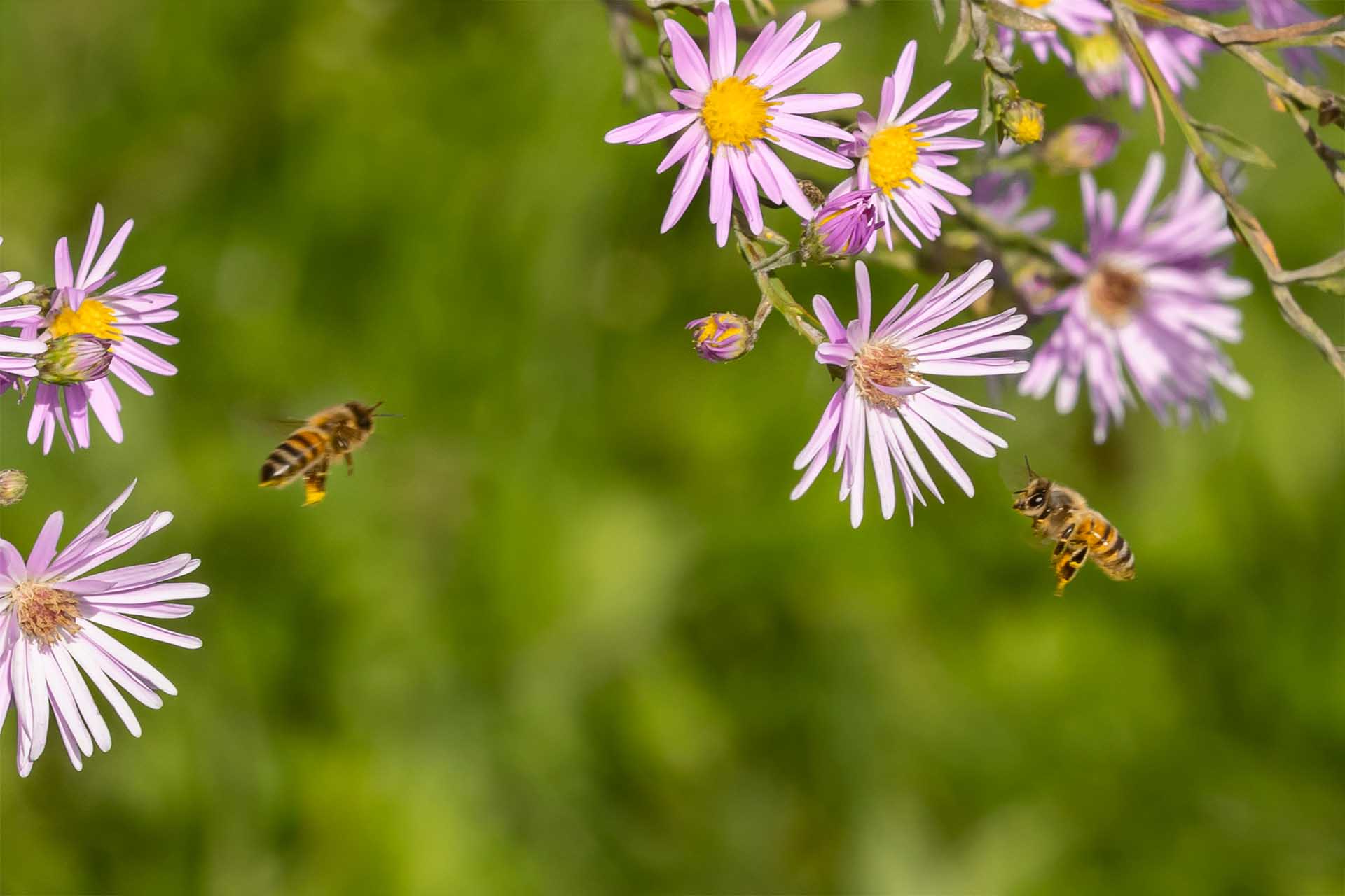Essbarer Naschgarten Sonnenberg beim Areal Ifang des Verein für Familiengärten Dübendorf: Im Oktober 2023 strahlt die blühende Aster in der Abendsonne. Die essbare Hecke ist nicht nur für Menschen: Die Aster lockt zahlreiche Insekten, Bienen und Schmetterlinge, an und versorgt diese mit Nektar. Auf dem Foto sieht man in einer Nahaufnahme zwei fliegende Honigbienen an einer Aster.