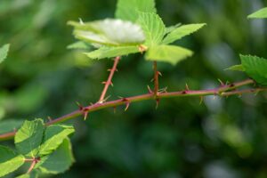 Invasive Neophyten in Dübendorf, Armenische Brombeere