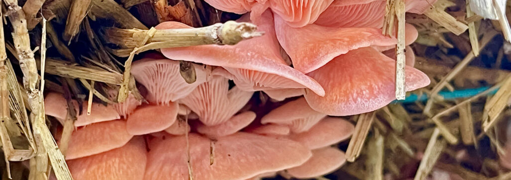 Flamingoseitlinge wachsen in dichten Büscheln auf einem Strohbett. Der Flamingoseitling (auch Rosenseitling genannt) ist ein fast tropischer Pilz. Das Foto stammt von Speisepilze.ch und zeigt die charakteristischen rosa bis lachsfarbenen Fruchtkörper mit ihren feinen Lamellen. Bild: Etienne Gröpl, speisepilze.ch