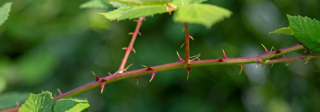 Invasive Neophyten in Dübendorf, Armenische Brombeere